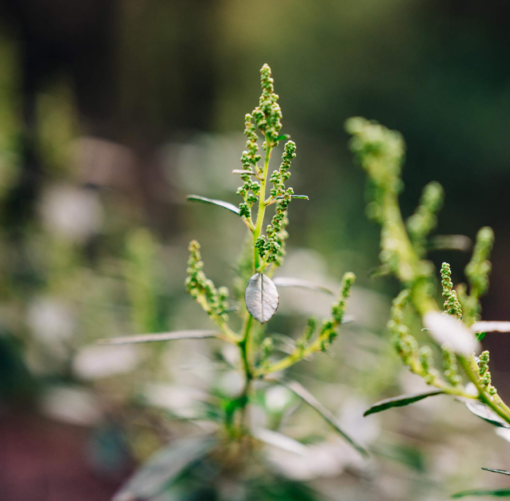 Oasis DevelopWise - Natural Inspiration